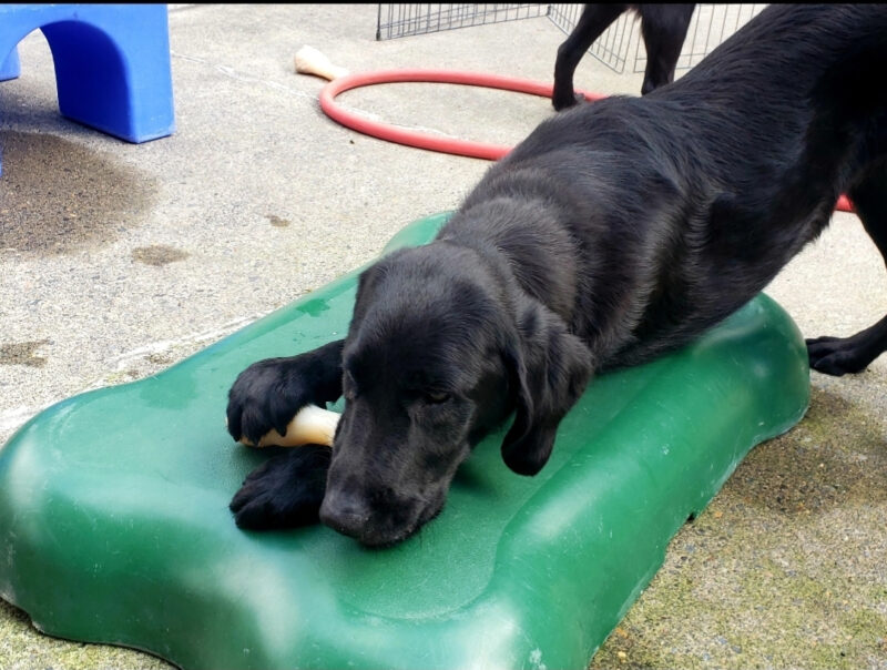 Lennon is in Community Run on the Oregon Campus. He's chewing a bone with his rear end up in the air. He's partly laying on a green piece of play ground equipment. He's using his right paw to keep the bone in place.