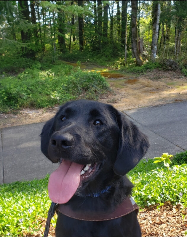 Lennon is sitting in his harness. He's sporting a big smile. In the background, there's shrubbery and trees.