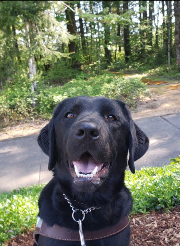 Trillium is sitting with her harness on. She's sporting a smile. In the background, there's shrubbery and trees.