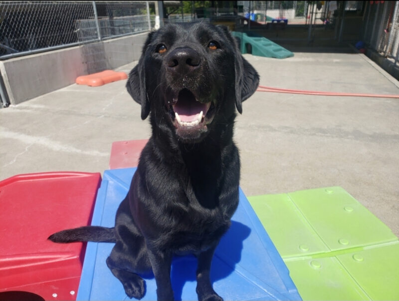 Trillium is in Community Run on the Oregon Campus. She's sitting on playground equipment and looking at the camera.