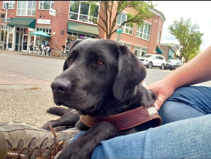 Vidalia is in Downtown Gresham, OR. She's wearing her harness. She's laying down next to her handler's leg as they sit and enjoy the scenery. Vidalia is looking off into the distance and her right paw is draped over her handler's ankle.