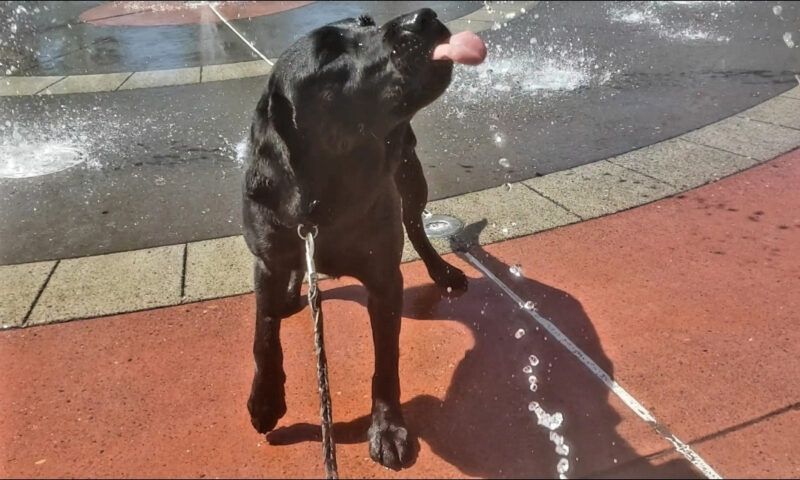 Vidalia is at the Gresham Splash Pads at a park in Gresham, OR. Her tongue is sticking out and up in the air as she catches water from the splash pad. It's a sunny warm day and their water drops on her head.