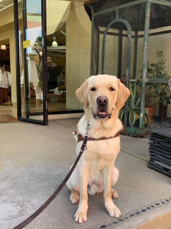 Shipley sits in harness at the top of some stairs outside of a retail store with a large, vintage aviary that houses plants in the background.