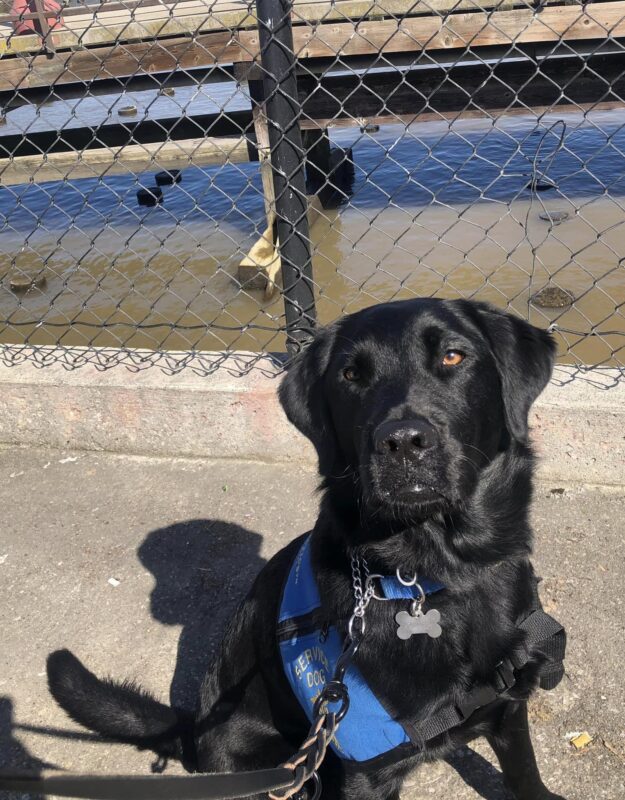 Black Lab Tampa sitting outside in front of the water.