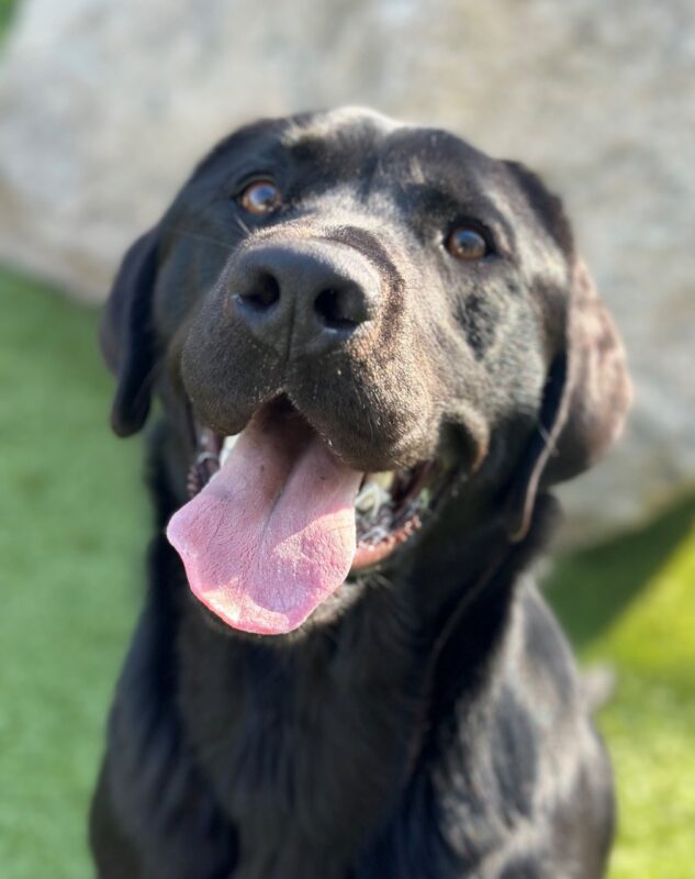 Black Lab Tarmac smiling for the camera