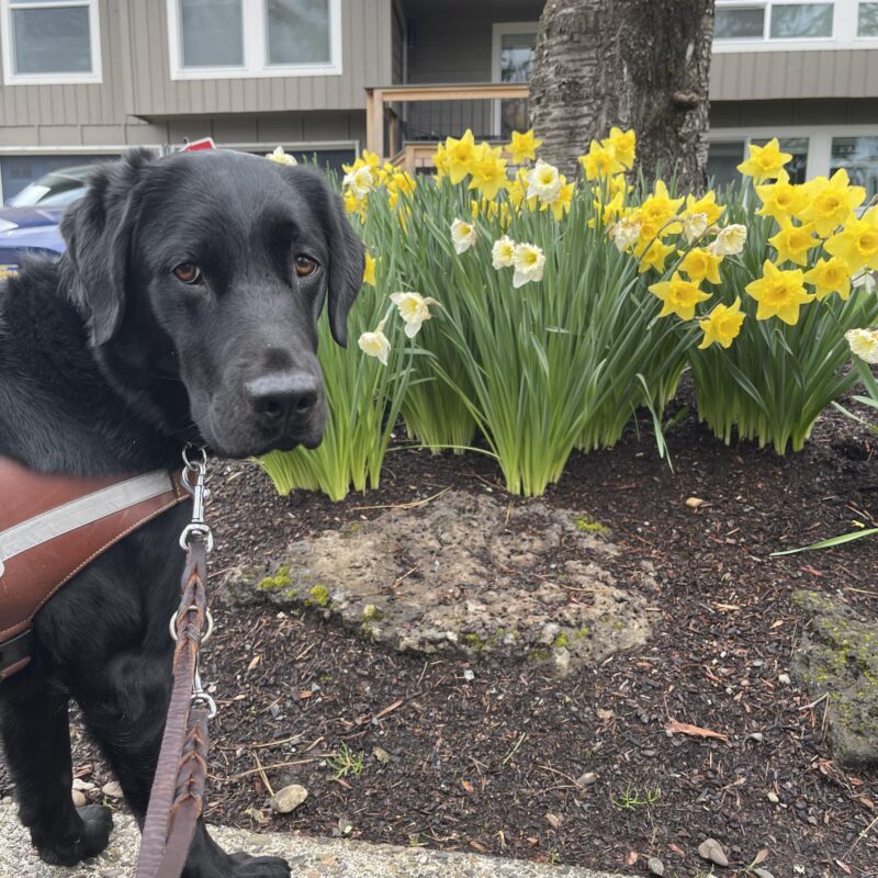 Toa has her feet on the curb edge and is looking back at the camera. There are beautiful daffodils behind her.
