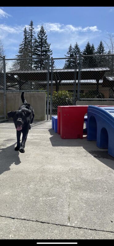 Toa is running towards the camera in Community Run. Her tongue is hanging out and he ears are flapping in the wind.