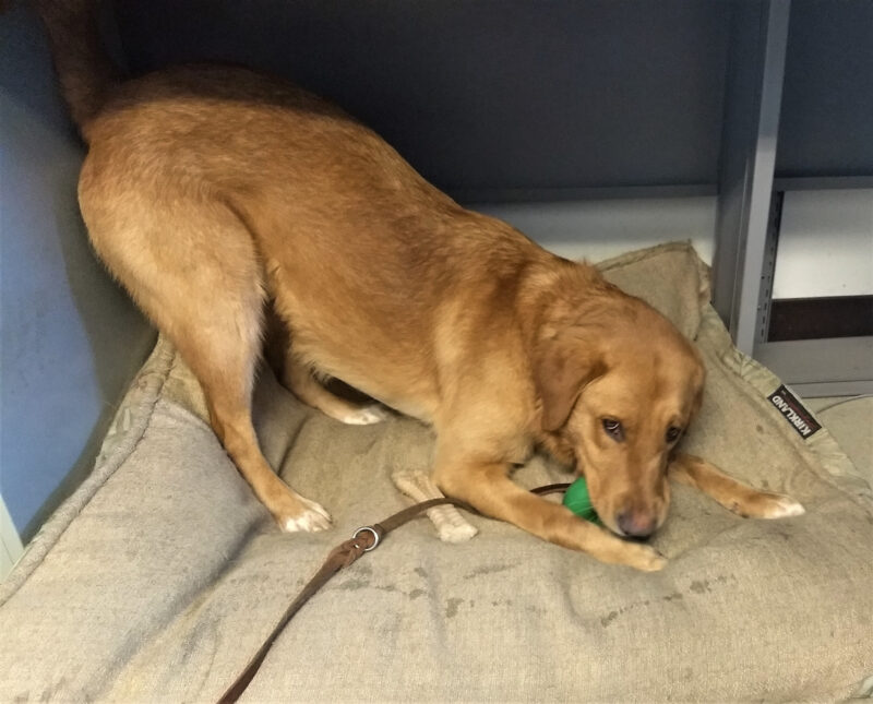 Torta play bowing on a doggie bed under a desk. She is looking at the camera with a toy in her mouth.