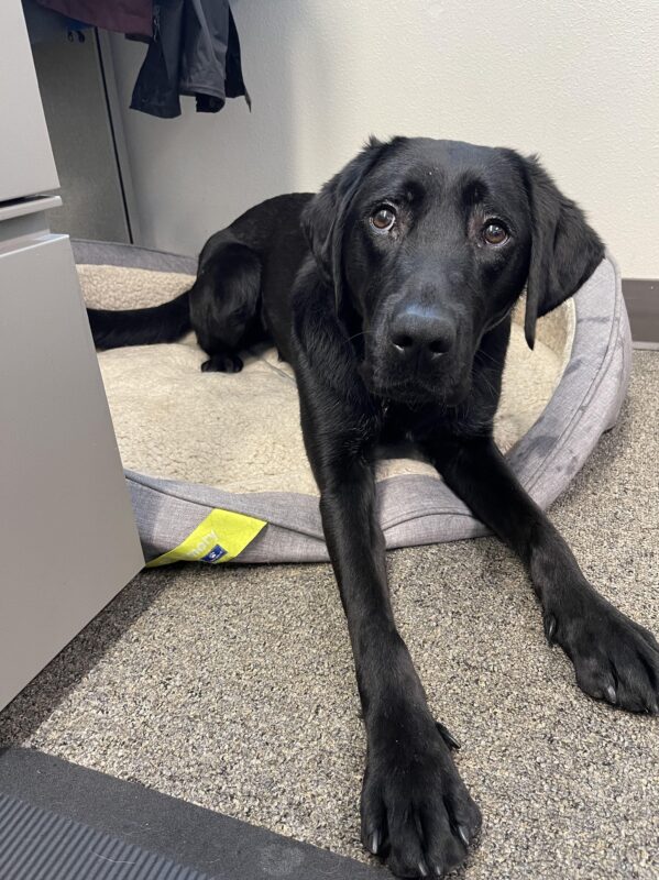 Valencia is laying in a dog bed looking up at the camera.
