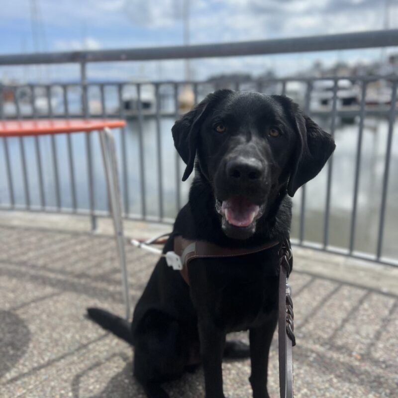 Velocity is sitting looking up at the camera with a big smile on his face. He is sitting in front of a railing with boats in the background.