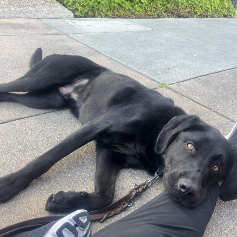 Velocity is laying on his side and gazing at the camera. He looks very relaxed.