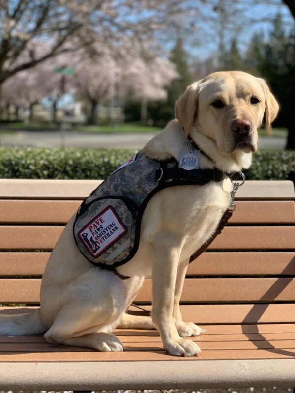 Yellow Lab Venus sitting on a park bench wearing her service dog vest.