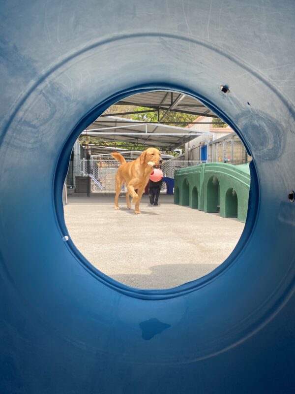 This image is taken through the barrel of a play structure in community run. Warner is prancing with a bone in his mouth and his tail held high.
