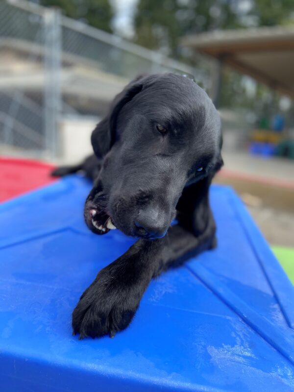 Wharf is laying on a blue play structure in community run and chewing on a Nylabone. His mouth is open and he is intently focused on chewing his bone.