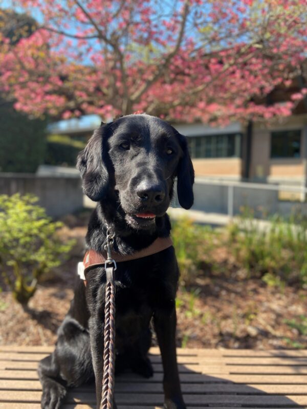 Wharf is sitting on a bench in front of a pink flowering Dogwood tree on the Oregon campus. He is wearing his GDB harness and is looking at the camera. His mouth is slightly open with his bottom teeth peeking out, making it appear like he is smiling.