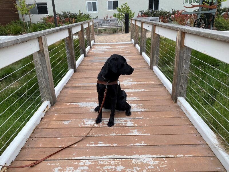 Windsong sits in harness on a small bridge (located on the California campus) while looking off to the side.