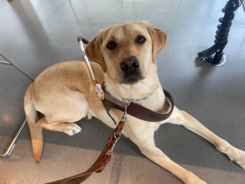 Bombay is wearing her harness laying on a concrete floor looking up at her handler while settling under a table