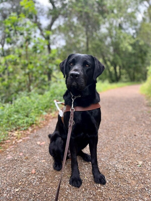Cello sits while facing the camera and wearing her guide dog harness, an astute expression on her face. A wooded walking path serves as the backdrop.