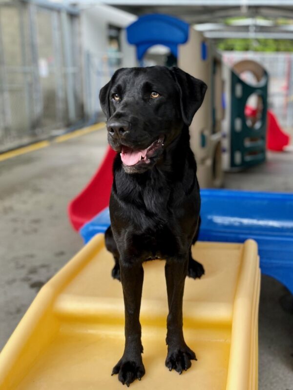 Cello sits on a yellow play structure and faces the camera while in one of the kennel play areas, her gaze slightly away from the camera and her mouth open as if smiling. More play structures can be seen in the background.