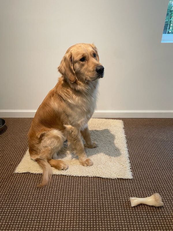 Fluffy yellow Lab/Golden Cross Donut sits at attention on his fleece rug with a nylabone at his feet.