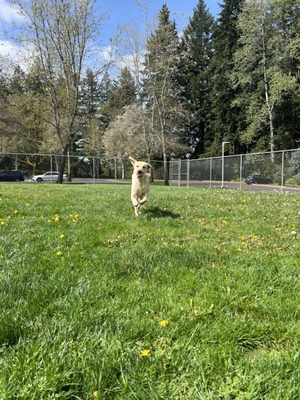 Flint is running free in the grass paddock on campus. He appears to be mid air with a nylabone in his mouth.