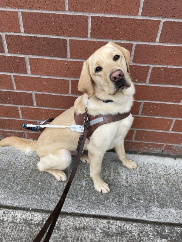 Flint is sitting in harness in front of a red brick wall. He is looking happily at the camera.