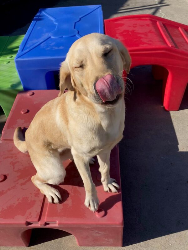 Frito sits on a red play block outside in the sun. Her eyes are shut tight and her tongue is licking over her nose.