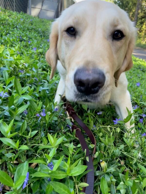 Frito sits in a field of purple flowers and leans forwards towards the camera.