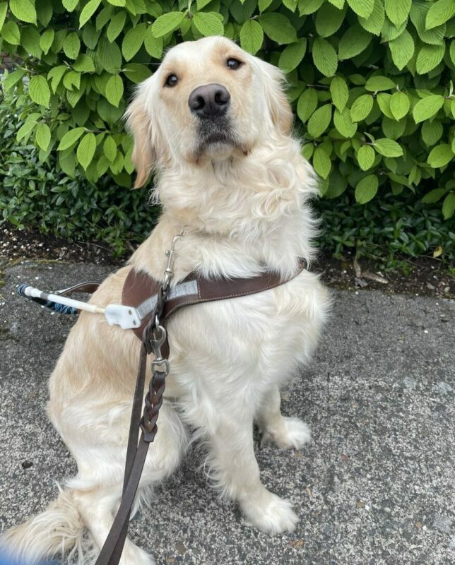Jessica is sitting in harness in front of a green bush. She is looking at the camera waiting for a kibble