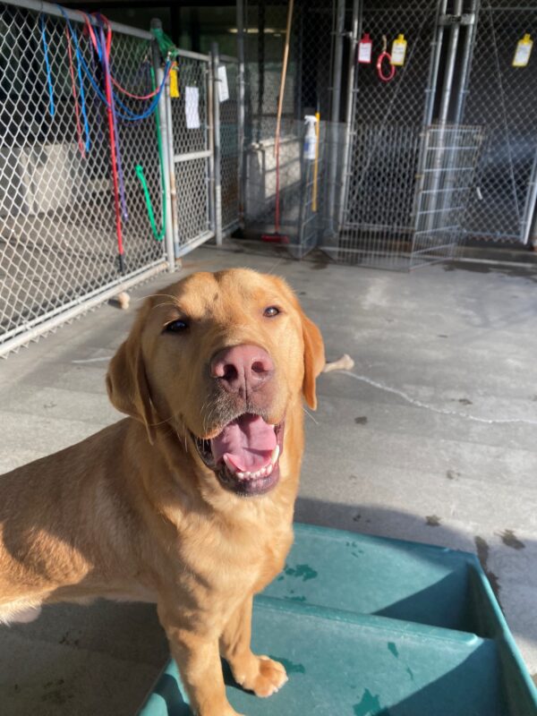 Yellow lab, Nairobi looks into the camera with his mouth open and a happy expression on his face. He is standing on a green play structure and behind him is a kennel complex and bones.