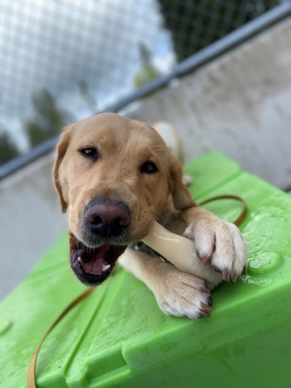 Young female yellow lab/golden cross, Nonie, lays down atop of a bright green play structure. She holds a bone to chew between her front paws and has a calm look on her face.