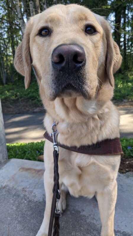 Young female yellow lab/golden cross, Nonie, sits on concrete in front of a forested road. She wears her GDB harness and looks directly into the camera.