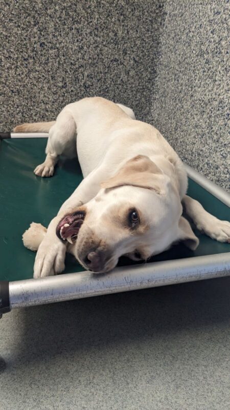 Young female yellow lab, Parakeet, lays down on a dark green platform bed. Her mouth is open as she chews on a white bone.