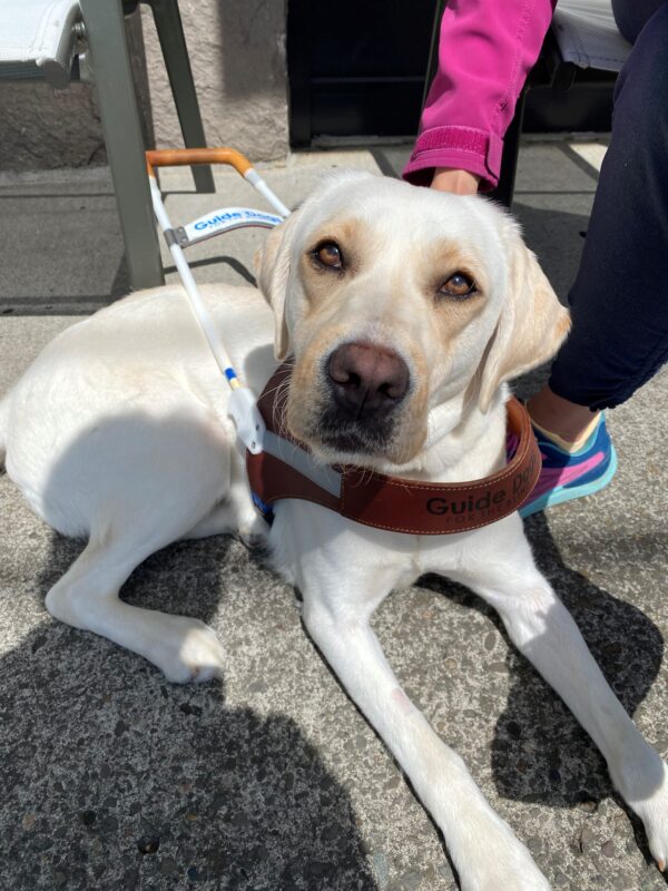 Young female yellow lab, Parakeet, lays down on a sidewalk outside of a coffee shop. Her handler lays a hand on her back as she looks up at the camera with twinkling eyes. She wears her GDB harness.