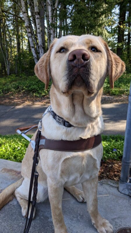 Young female yellow lab, Paz, sits in her GDB harness in front of a forested road. She tilts her head slightly up at the camera with a stoic facial expression.