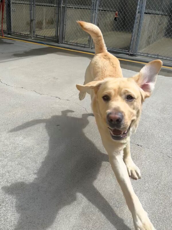 An action shot of yellow Labrador Penrose running in community run. His mouth is slightly open and his ears are flying!
