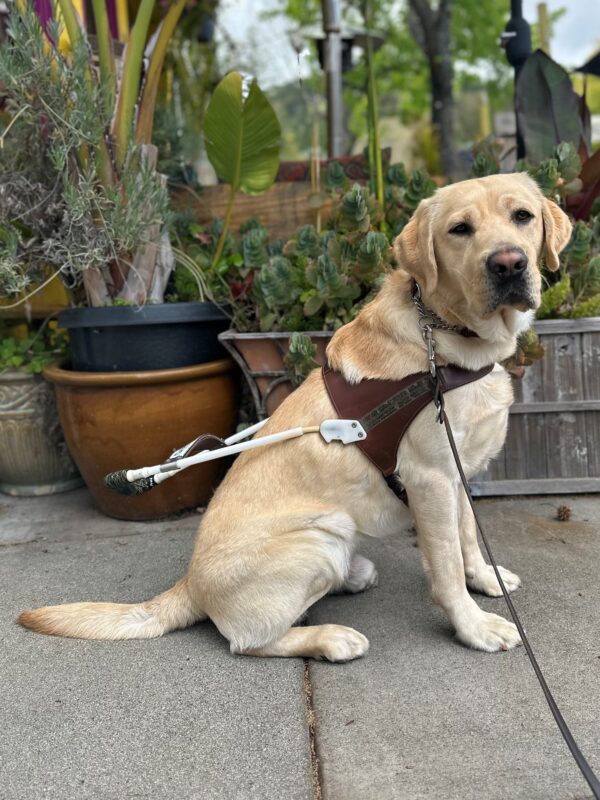 Yellow Labrador Penrose sits in front of some potted plants. He is wearing his guide dog harness and looking at the camera.