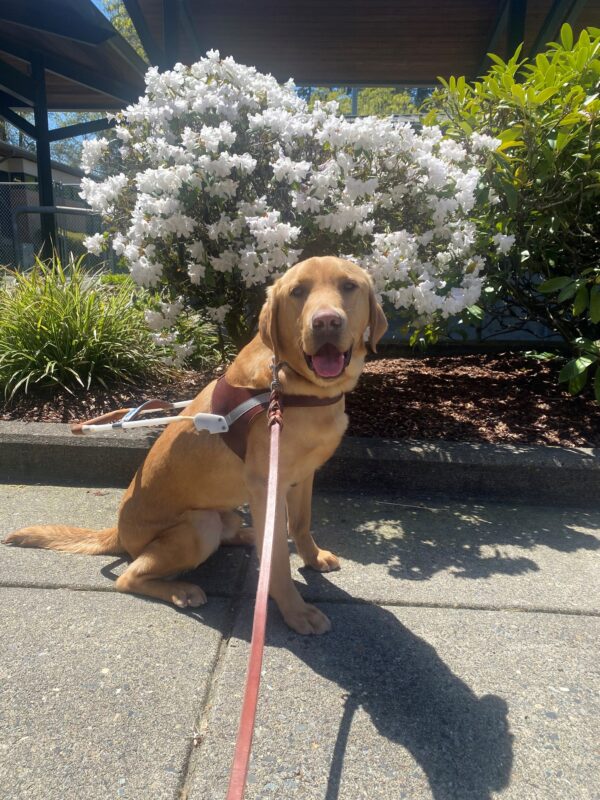 Yellow lab, Nairobi wears a guide dog harness and sit in front of a white, blooming Azalea bush in a garden. His mouth is open and tongue is sticking out with a happy expression.