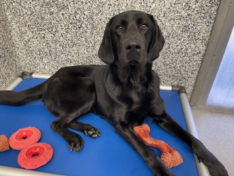 Gideon is laying on a bed in the kennel with many bones around him. He is looking up at the camera