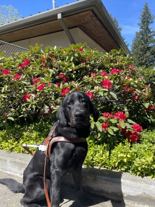 Gideon is sitting in his harness in front of a red flowered bush. It is a sunny day and he is looking at the camera.
