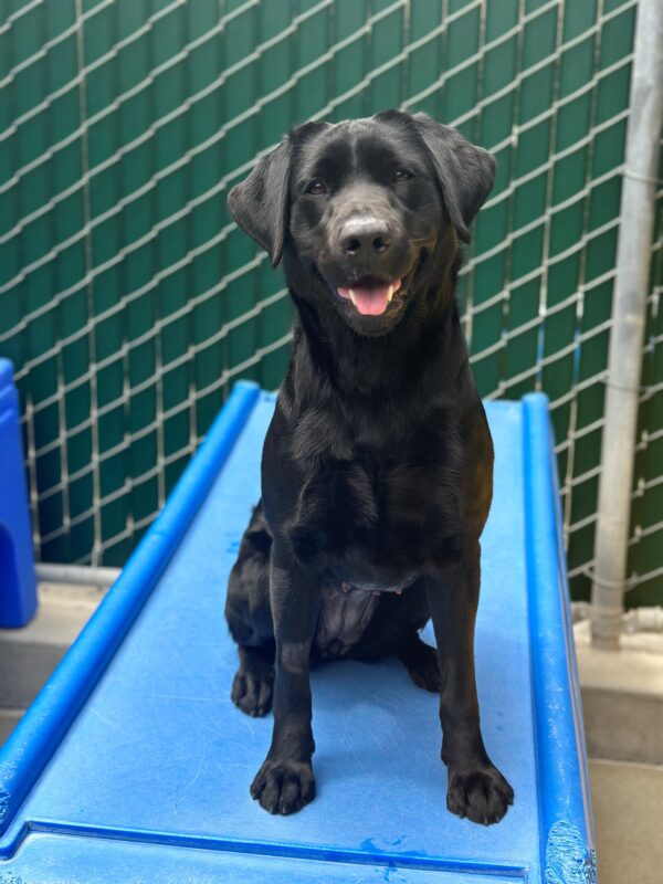 Black Labrador Vevina sits on a piece of blue play equipment in community run. Her mouth is slightly open and she is looking at the camera.