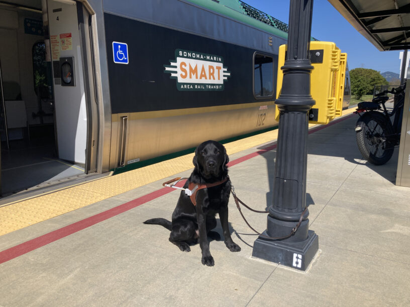 Amos is sitting in harness with his leash attached to a pole. Behind him is the local commuter SMART train with its door open for access.