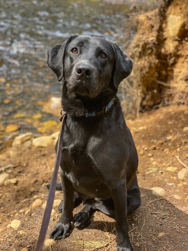 Abby, a petite black lab is sitting nicely while on a dirt path in front of stream. Shes staring intently at the camera hoping for a little snack.