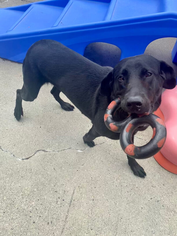 Abby, a petite black lab is standing in community run in front of red and blue play equipment. Shes holding a red and black Goughnut toy in her mouth wanting to play a game of tug.