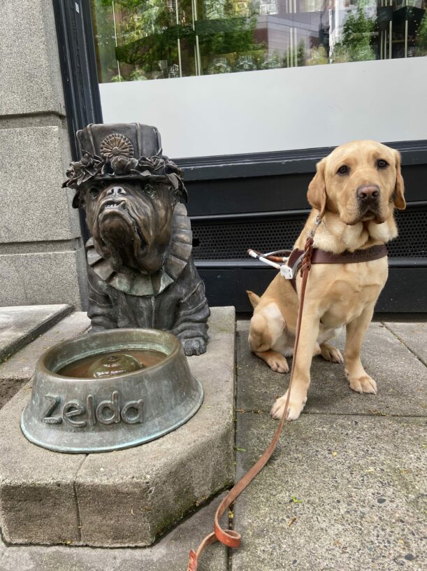 Veritas is sitting in harness next to a brass statue of a bulldog dressed up in a top hat and collared shirt. Brass dog bowl in front of the statue reads Zelda. Both Veritas and "Zelda" are facing the camera.