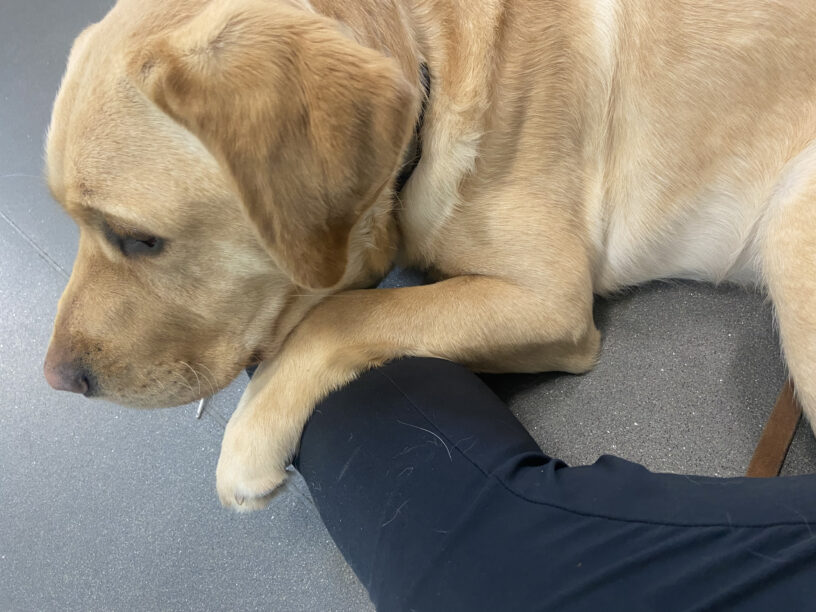 Close up of Veritas laying in between instructors legs while cuddling. He is looking out to the left and has a paw on top of his instructor's leg.