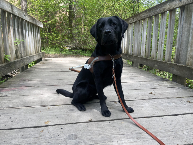 Vancouver is sitting on a wood bridge wearing her harness and looking at the camera.