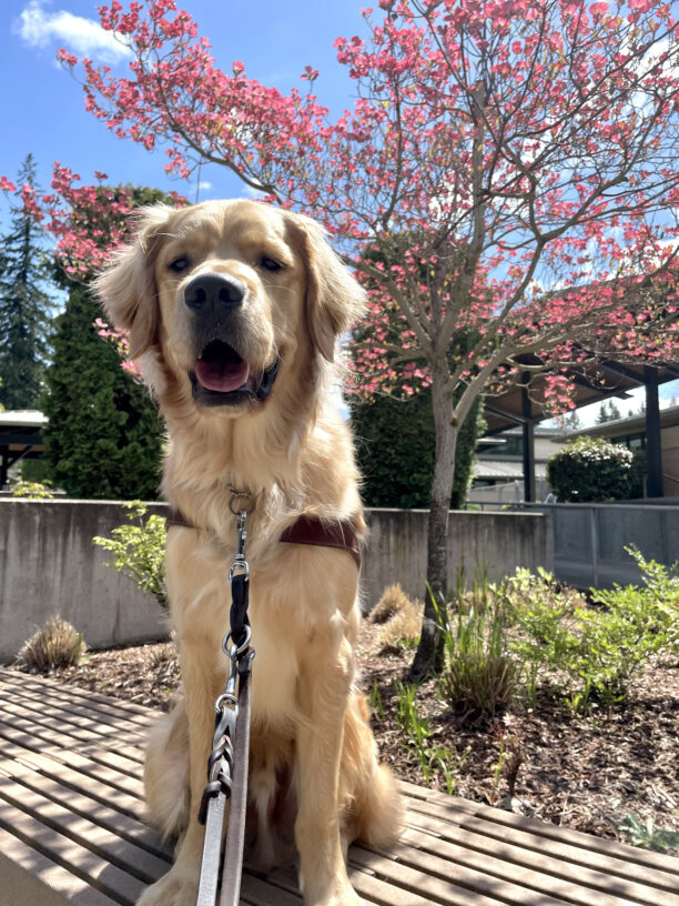 Boone sits on a bench underneath a blooming pink dogwood tree and bright blue skies. He has a harness body and a big smile on- he loved harness introduction day!
