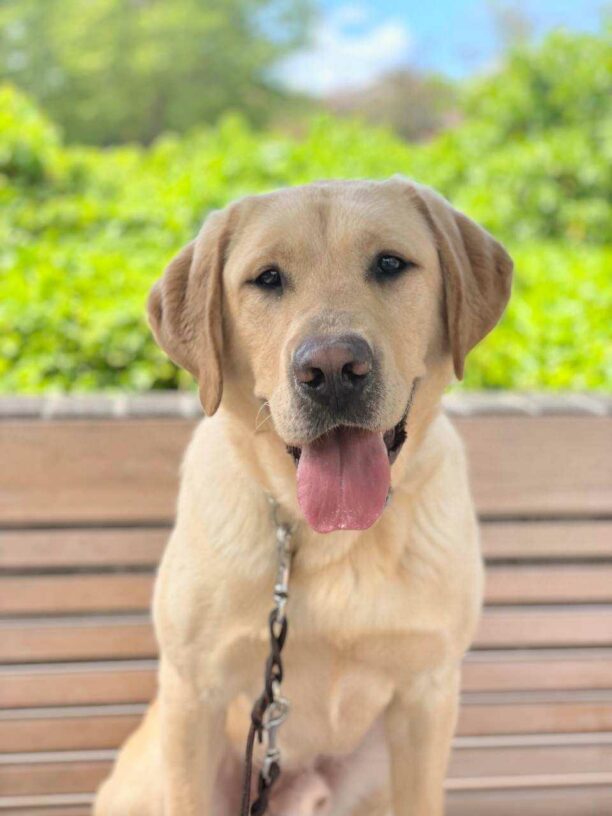 Buckley, a male yellow lab, sits on a bench with green ivy in the background. He has an open-mouth grin and is looking directly at the camera.