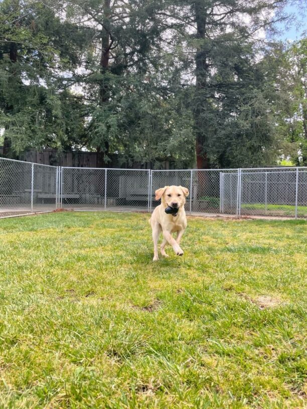 Buckley, a male yellow lab, frolics in a fully enclosed grass paddock. He is captured mid leap while running across the yard with a black Kong in his mouth. Tall redwood trees line the background.